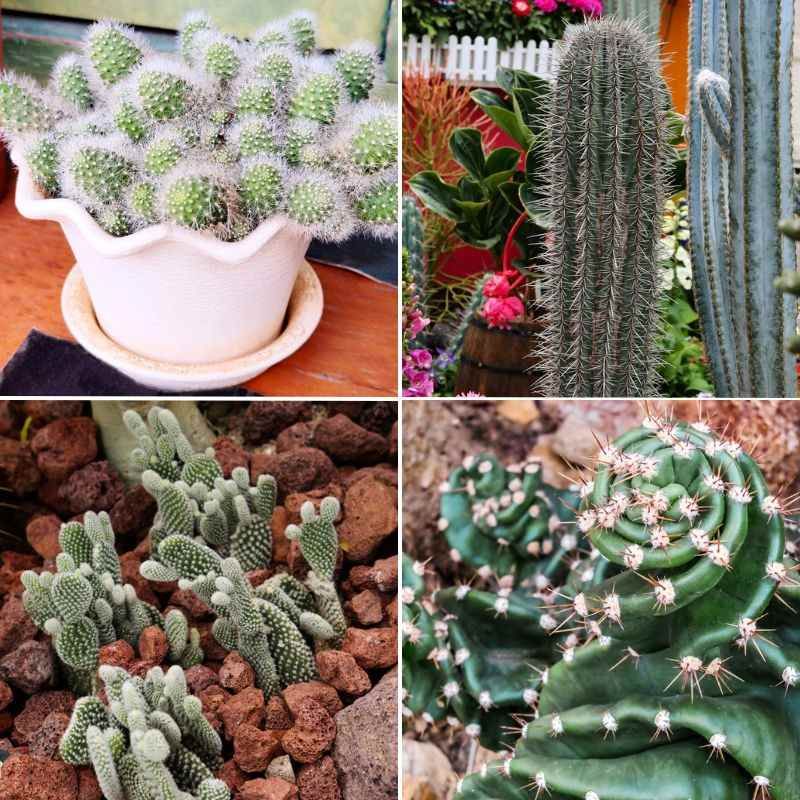 Estrella dorada, cardon gigante, Opuntia microdasys y Cereus peruvianus.