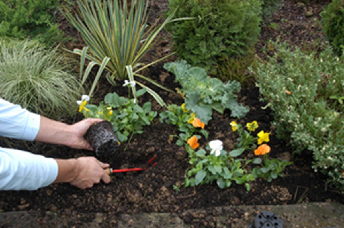 Flores de invierno en parterre   paso 5
