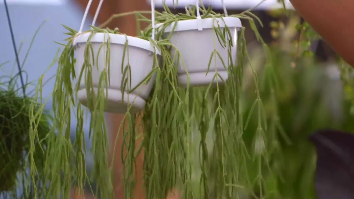 brico 932 3 cestos colgantes plantas poca tierra hoya linearis