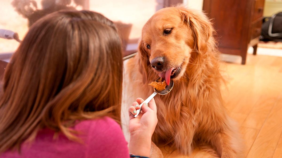 comida sostenible perros 6