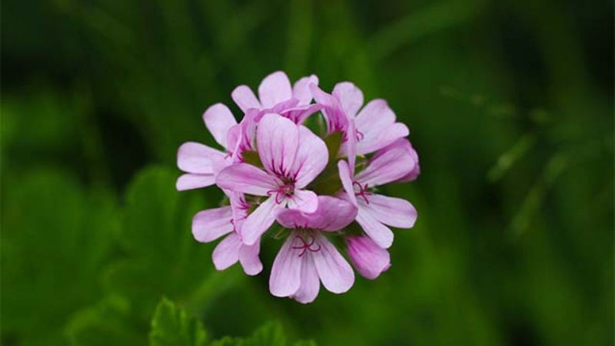 Pelargonium graveolens
