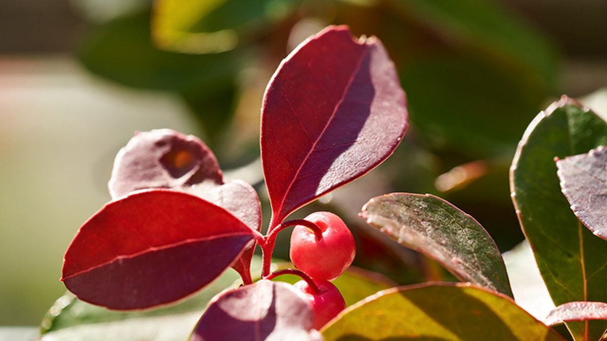 hojas rojizas del arbusto gaulteria en otono