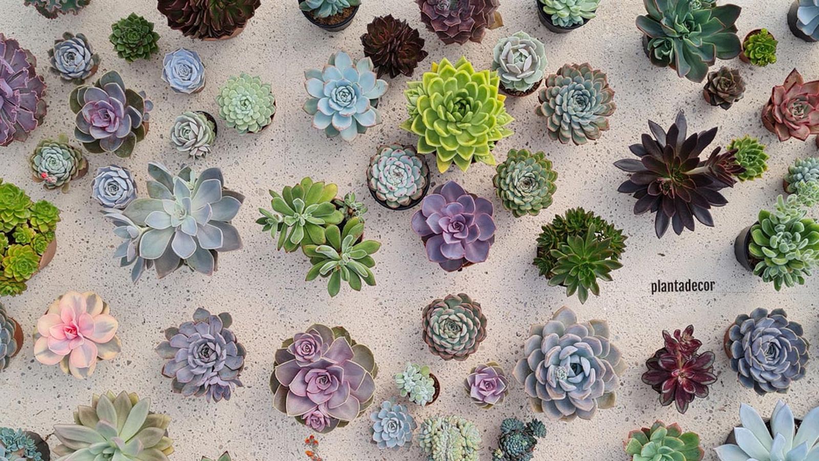 coleccion de echeverias consejos para su cultivo platadecor jardinatis