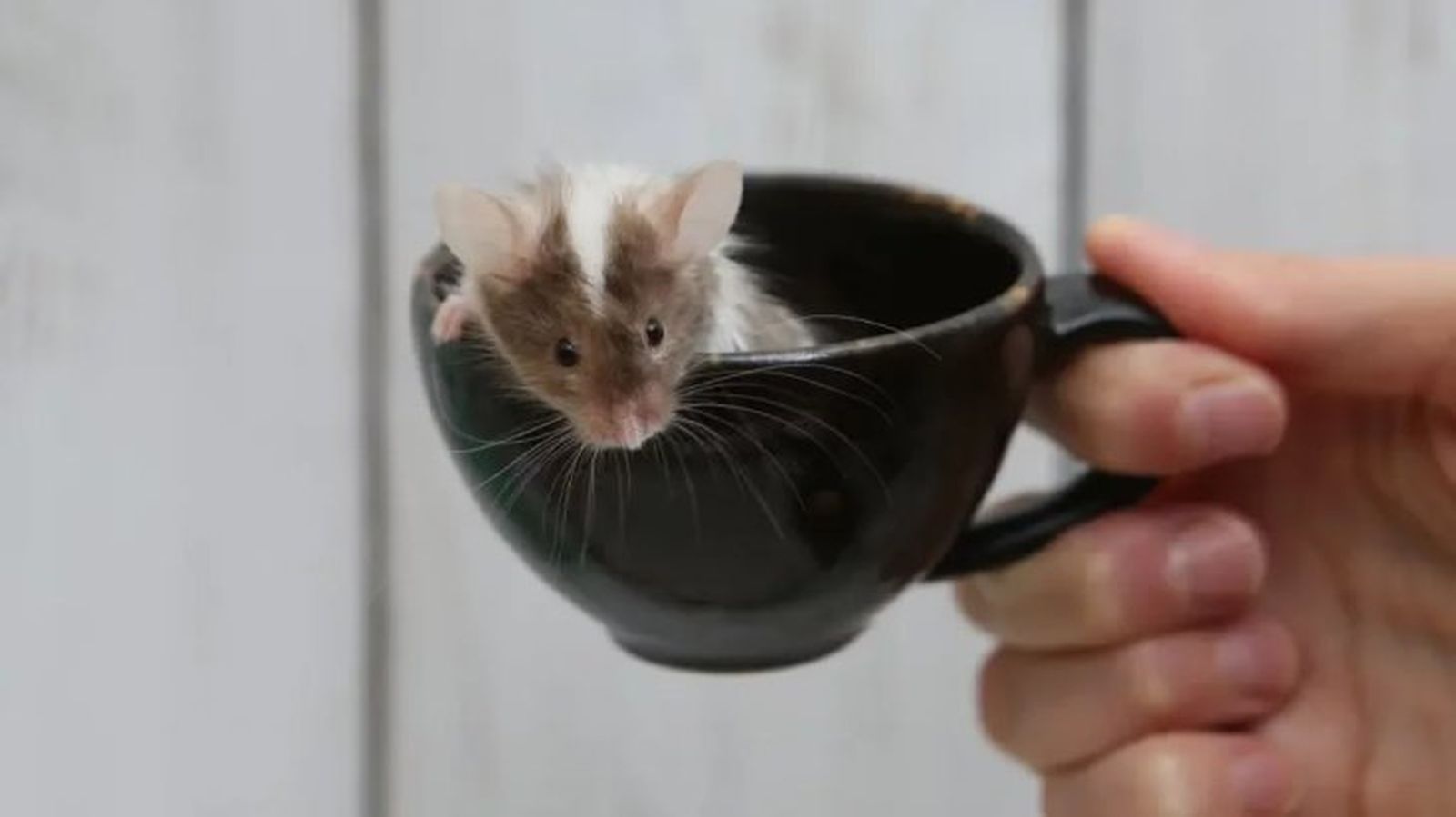 rata como mascota 2