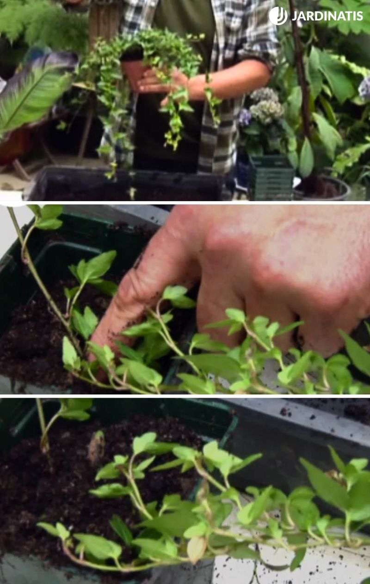 Introduce la rama de la hiedra en el sustrato