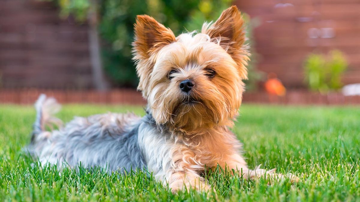 razas perros pequenos 6 yorkshire