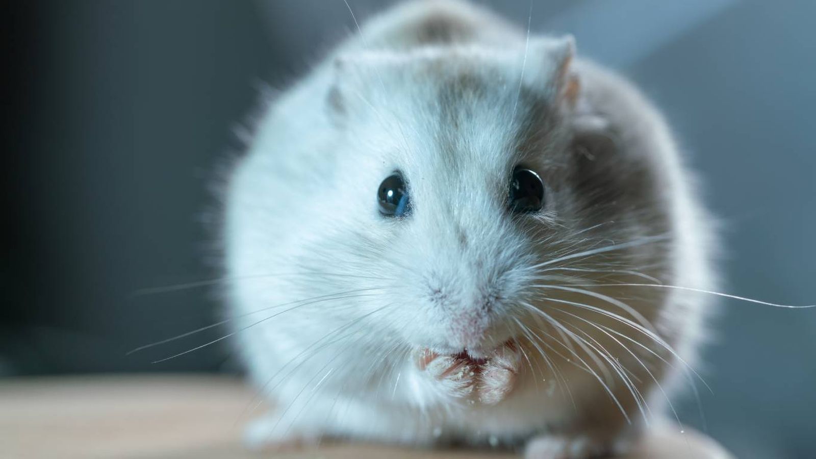 Su consumo tiene que ser limitado y con precaución.