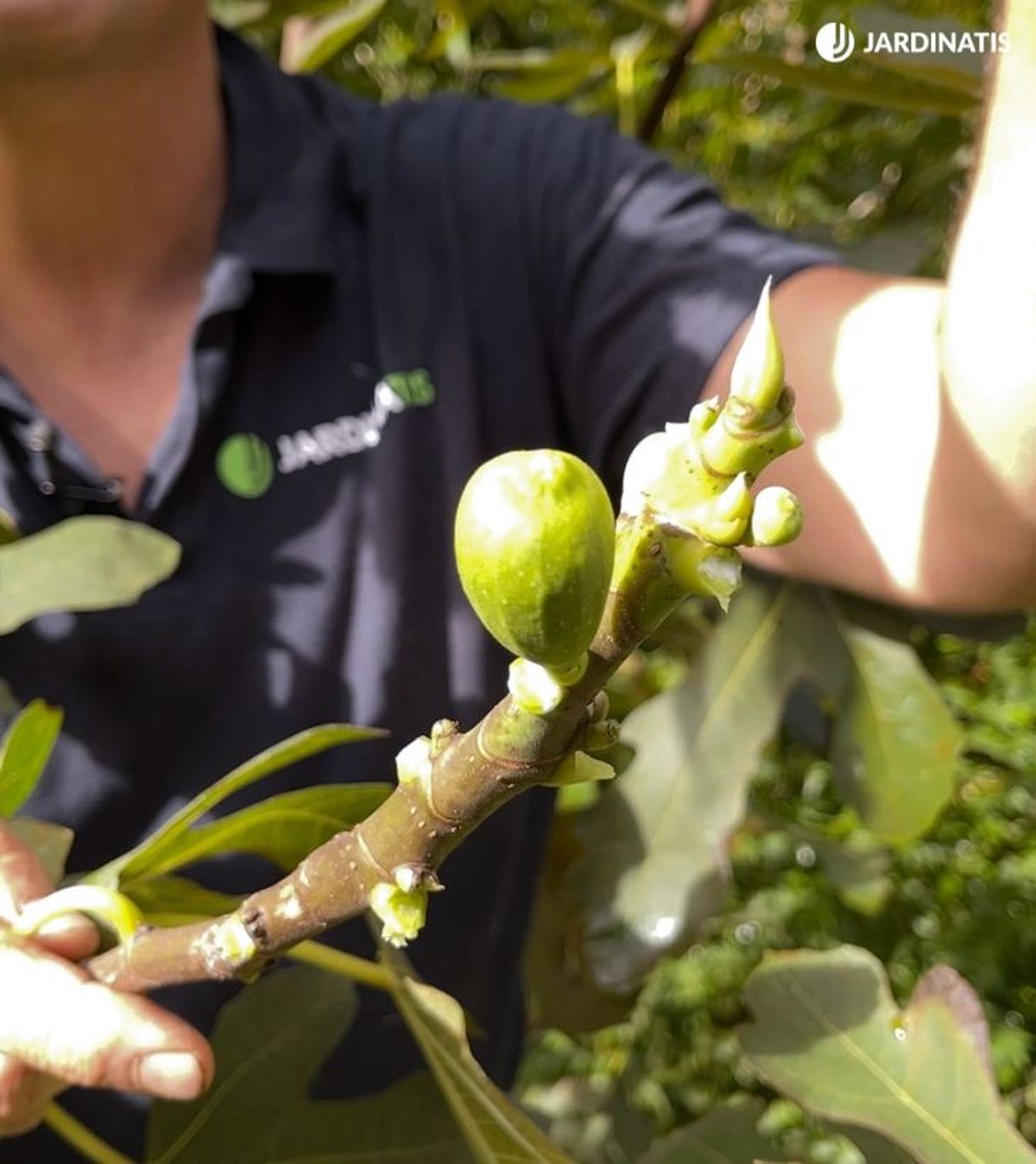 higo no maduro jardinatis 23 46