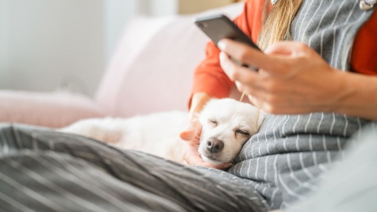 como saber si mi perro tiene fiebre 6