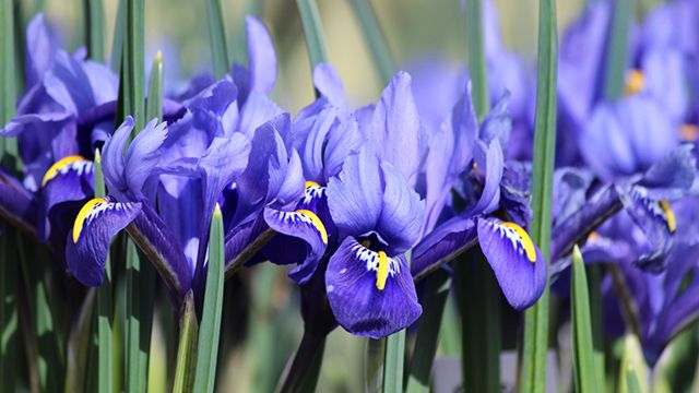 flores iris para el dia de la madre