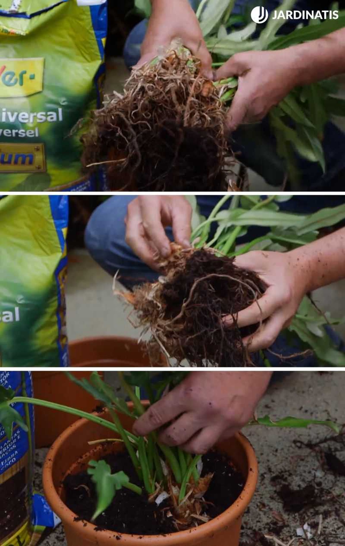 División de mata de Philodendron