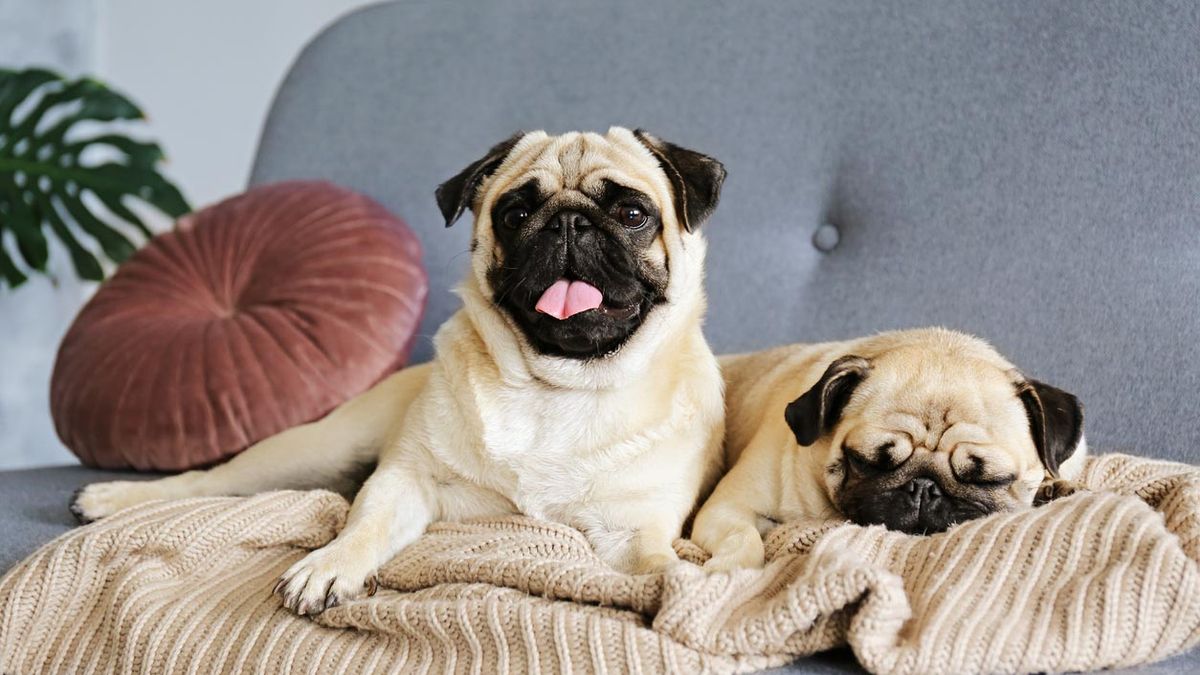 decora sofa cojines redondos