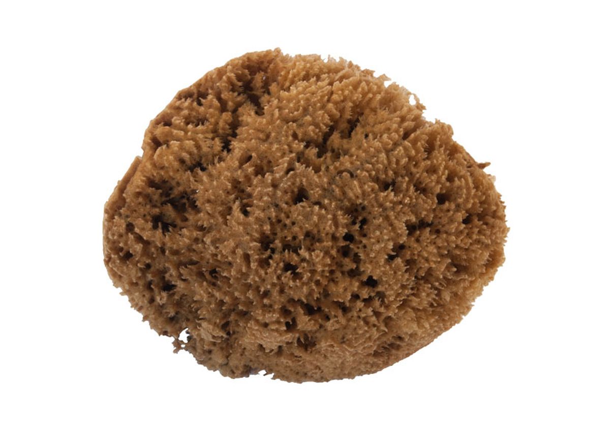 Renovar las paredes   esponja natural