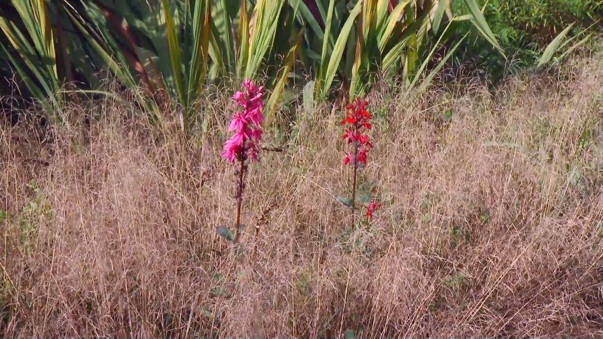 deco667 jardineria lobelia cardinalis composicion graminea