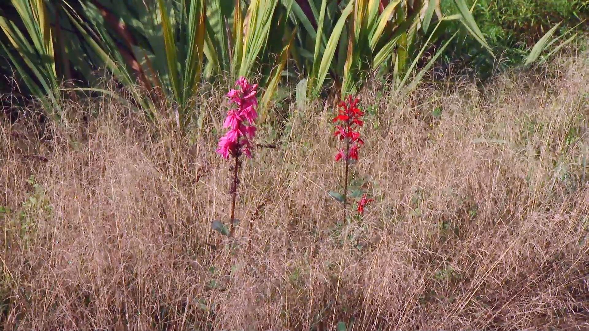 deco667 jardineria lobelia cardinalis composicion graminea