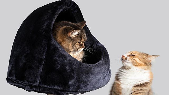 gatos conociendose