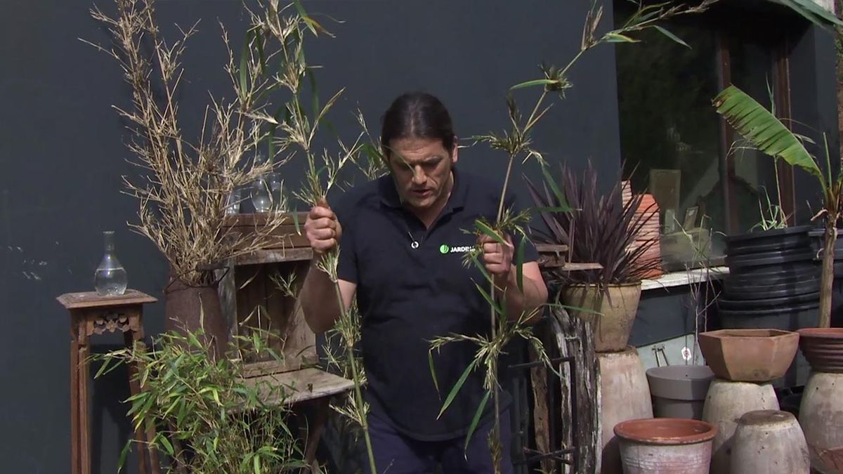 deco 772 jardin bambu temperatura