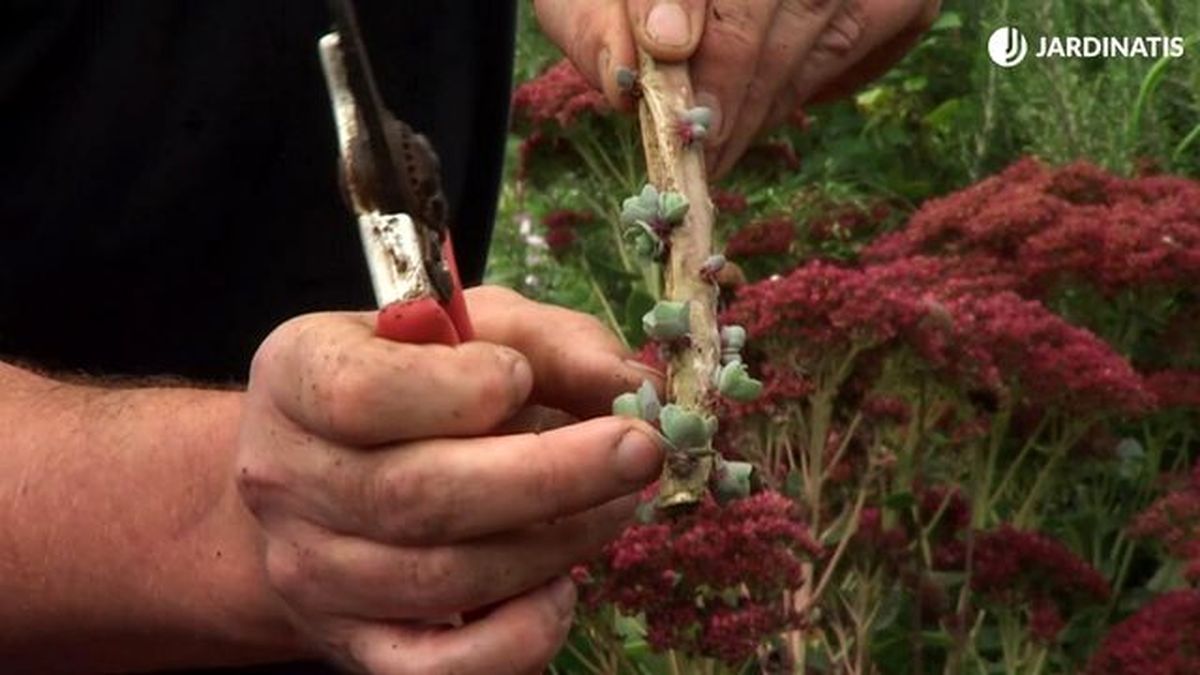 deco 747 jardineria multiplicar sedum