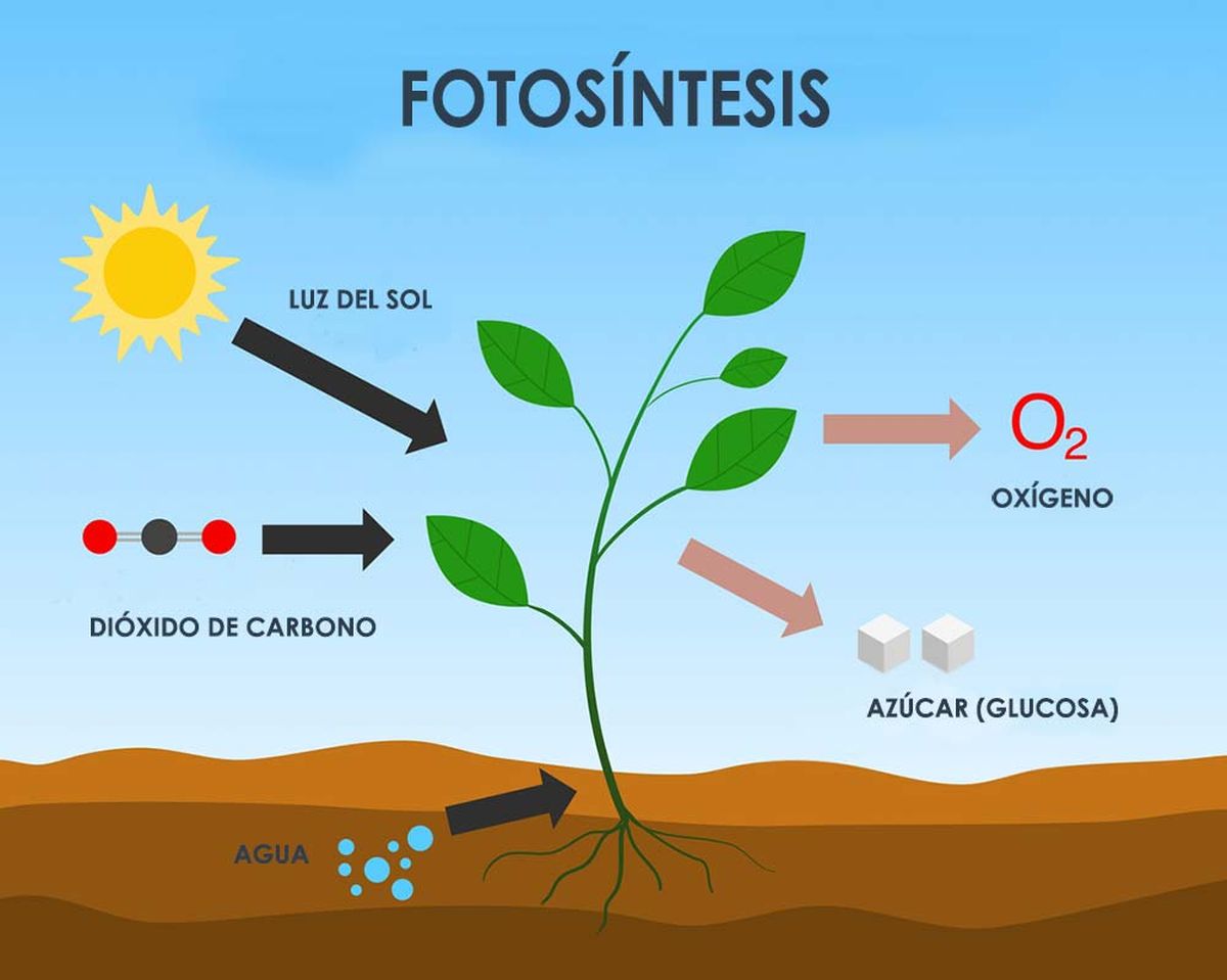 que es la fotosintesis