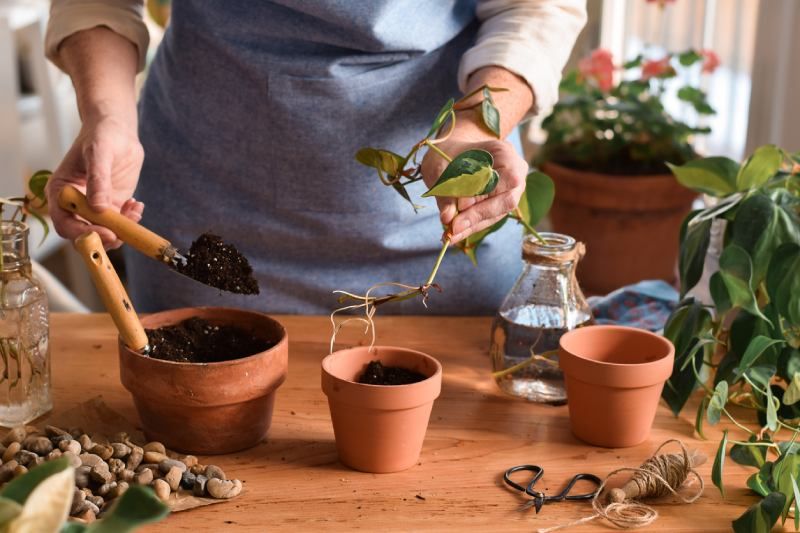 El poto es una de las plantas de interior más populares y resistentes