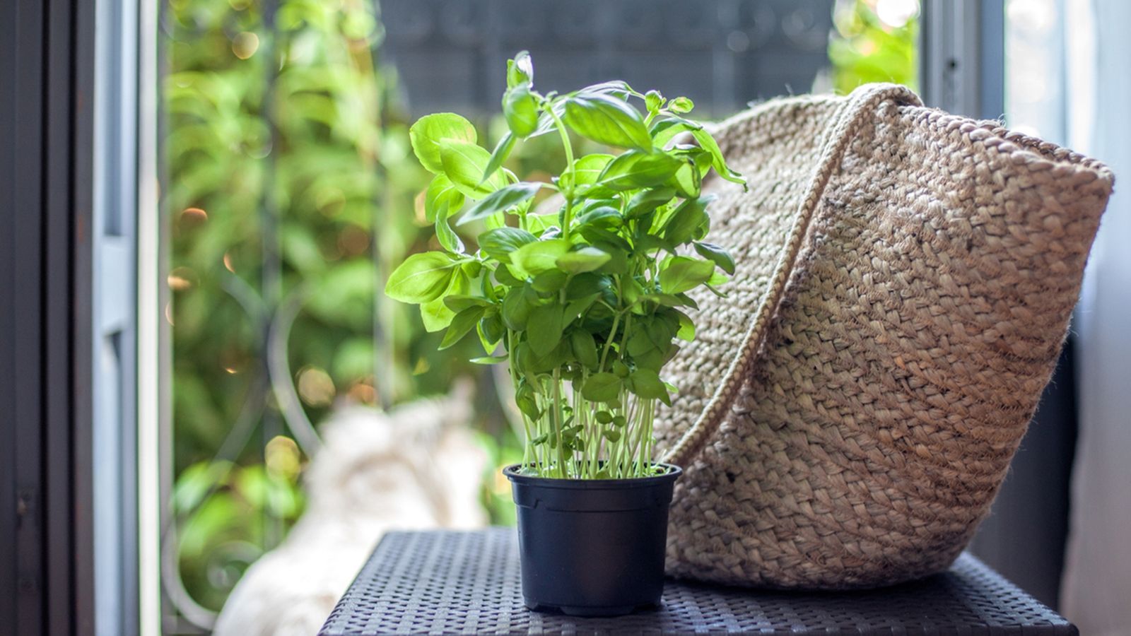 albahaca otono invierno