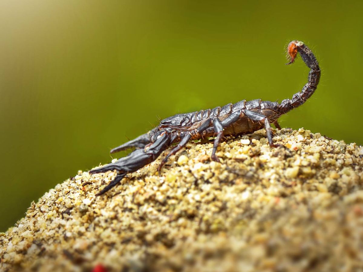 Si se expone a la luz ultravioleta, su cuerpo brilla en un tono azul verdoso.