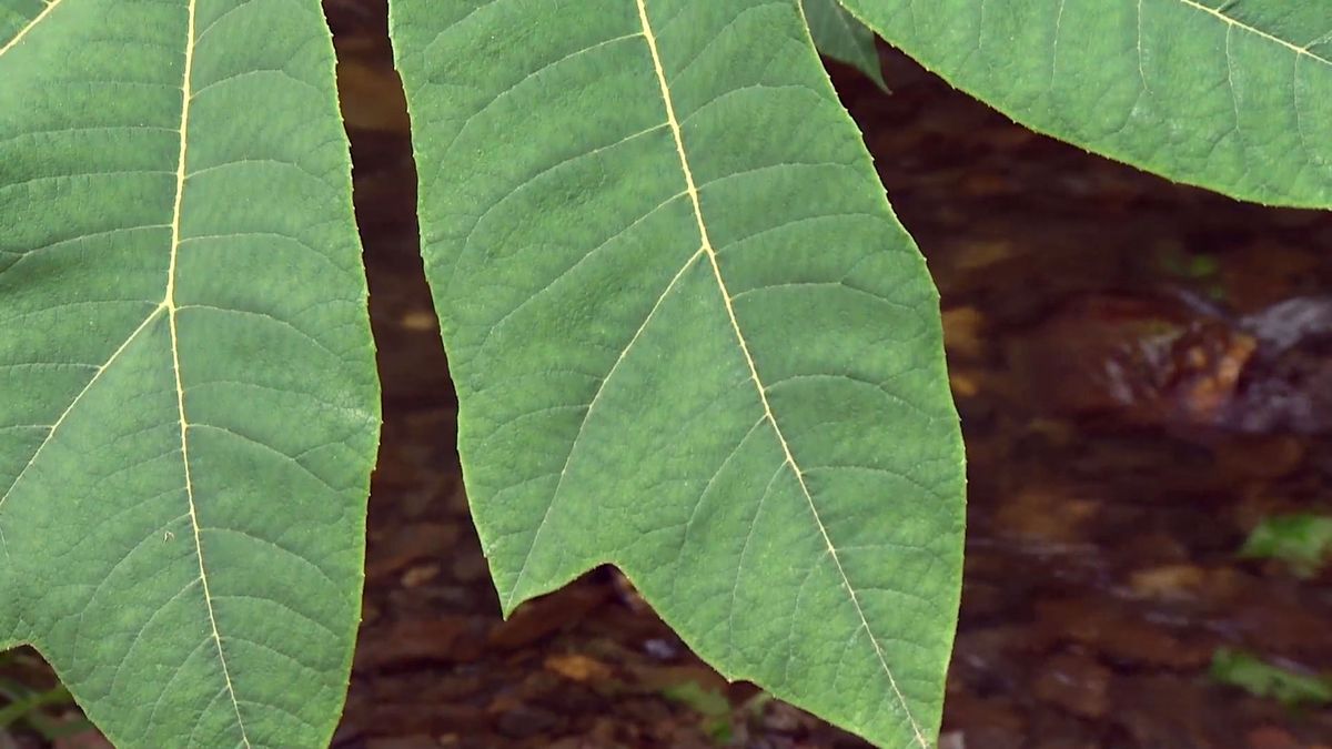 deco 696 jardineria plantas vivaces hoja grande xl