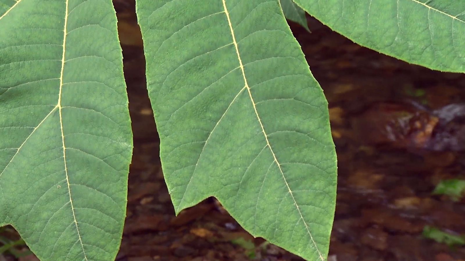 deco 696 jardineria plantas vivaces hoja grande xl