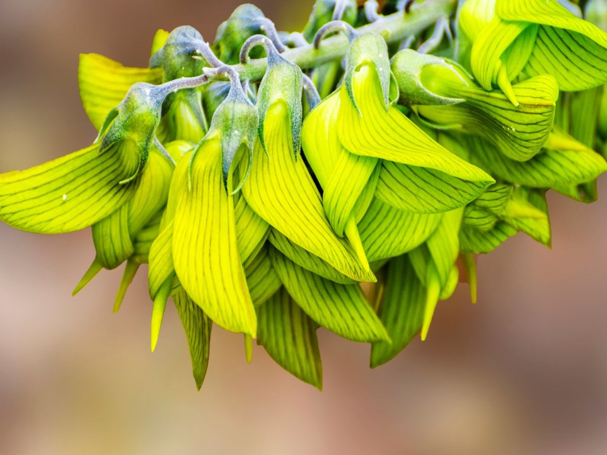 Crotalaria cunninghamii.
