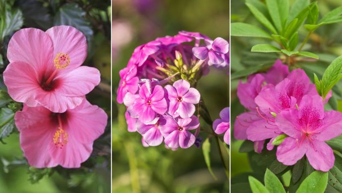 De izq. a drcha.: Rosa de China, Phlox paniculata y azalea