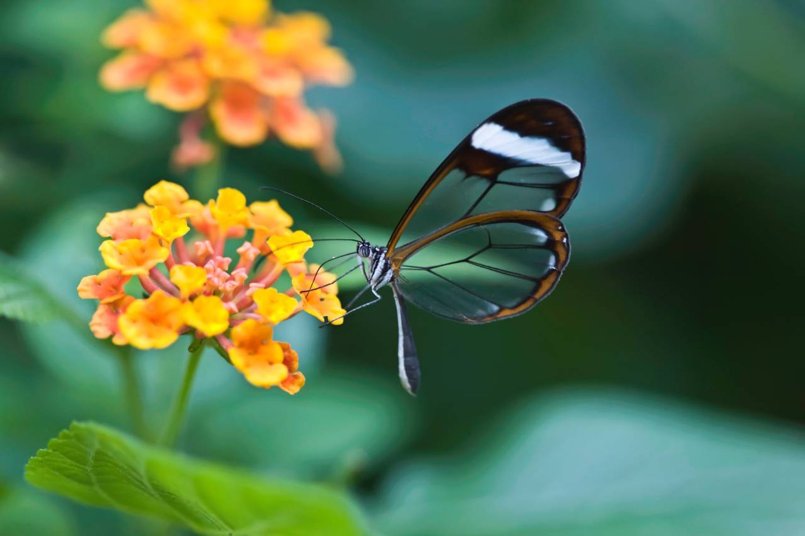 La mariposa de cristal (Greta oto), también conocida como mariposa transparente.