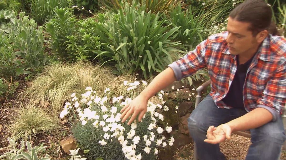 deco 0699 jardin clavelina flor blanca porte