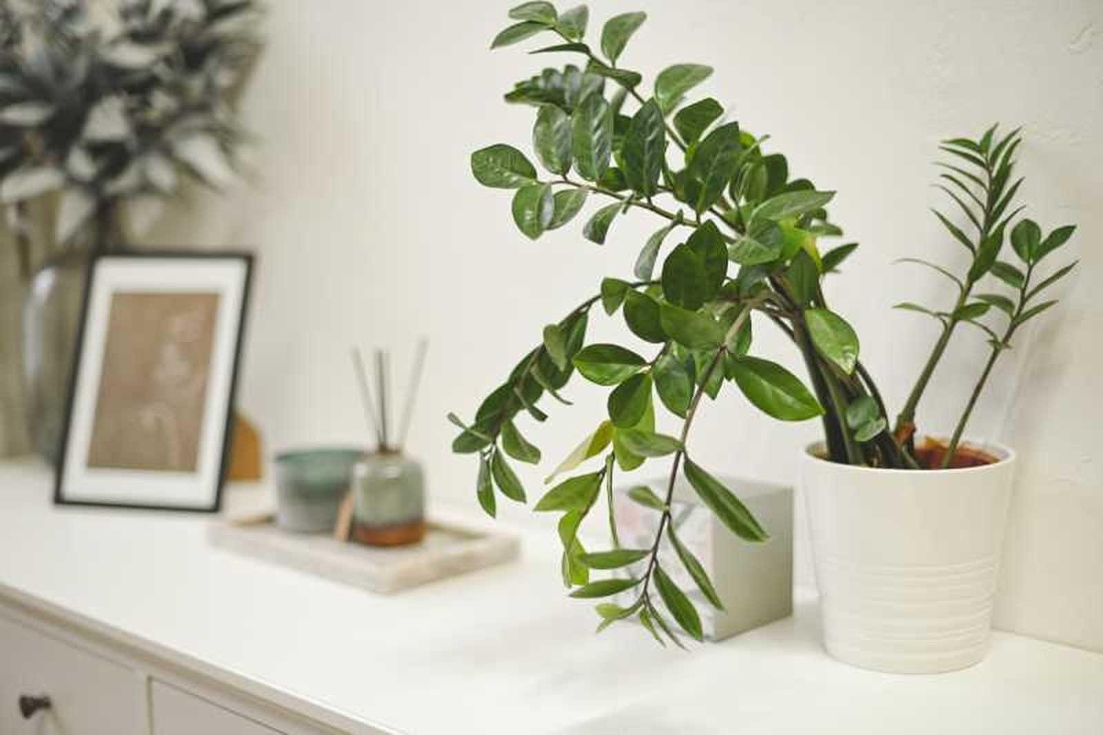 Recibidor decorado con plantas.