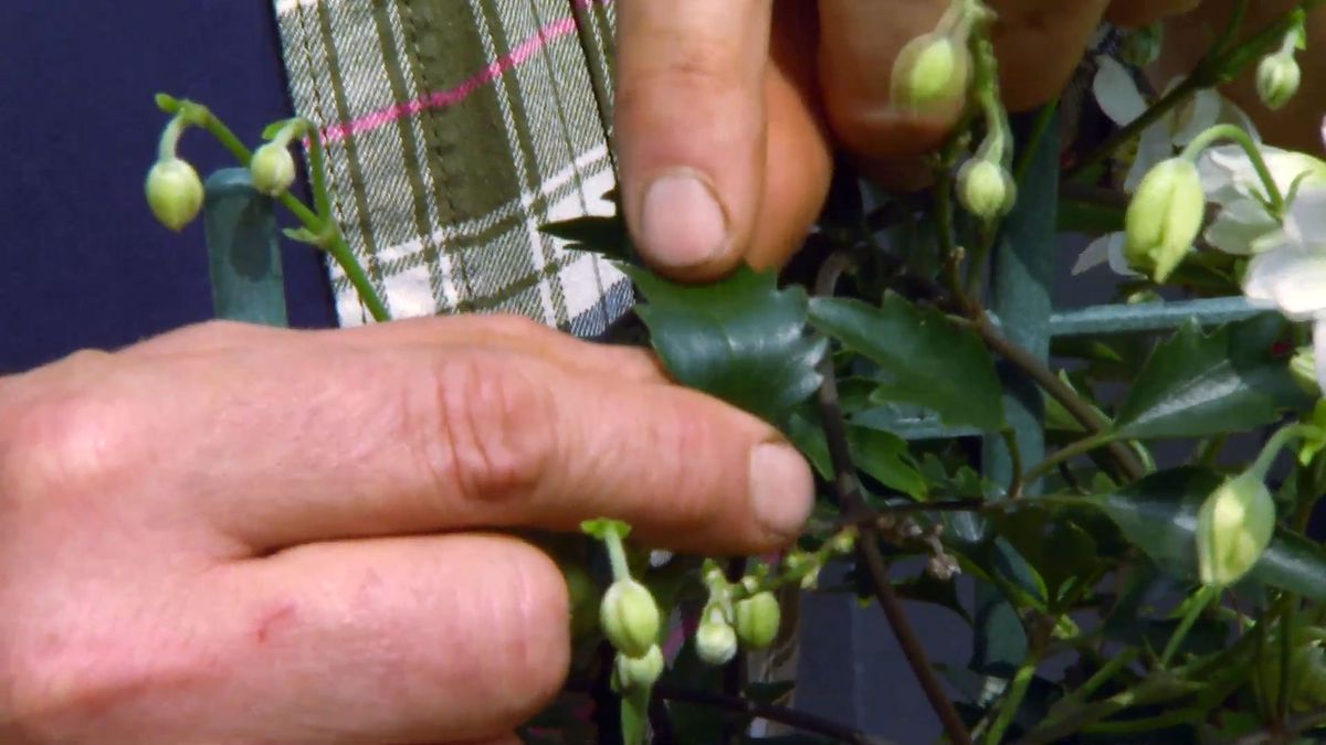 decogarden 653 variedad clematies hojas