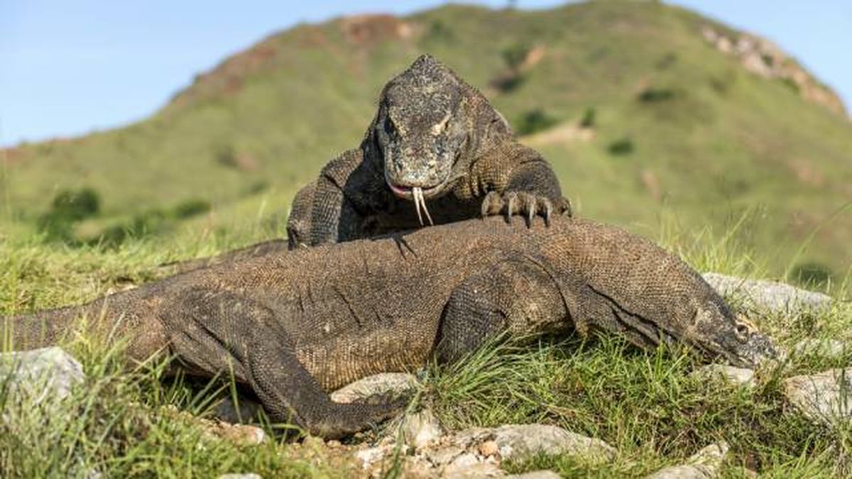 dragon de komodo lagarto mas grande del mundo reproduccion