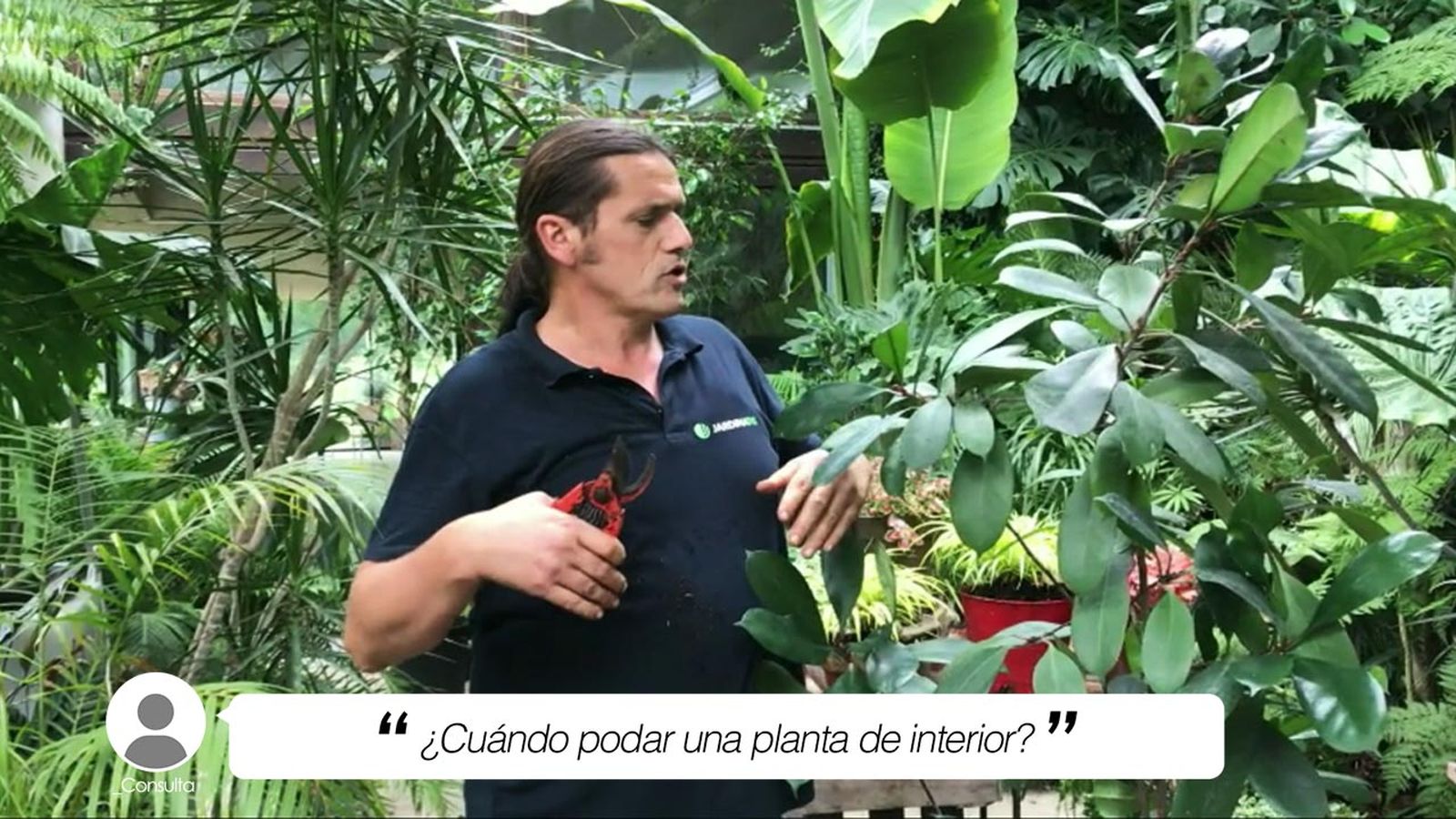 briconsulta cuando se poda una planta de interior xl