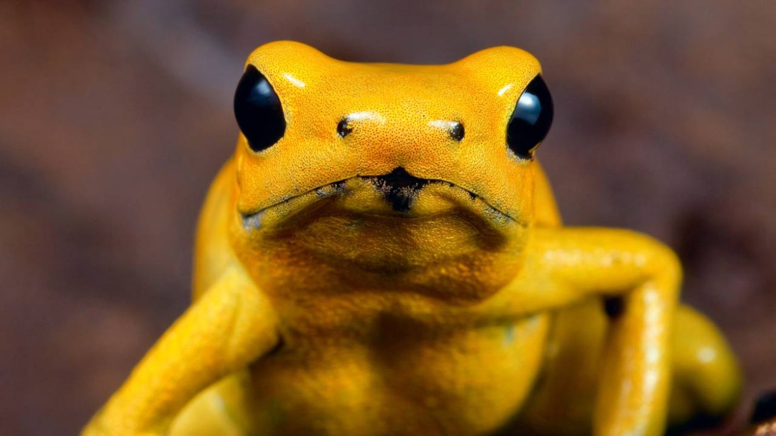 animales mas peligrosos mundo