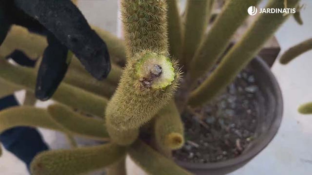 pudrimiento tallo cleistocactus winteri jardinatis