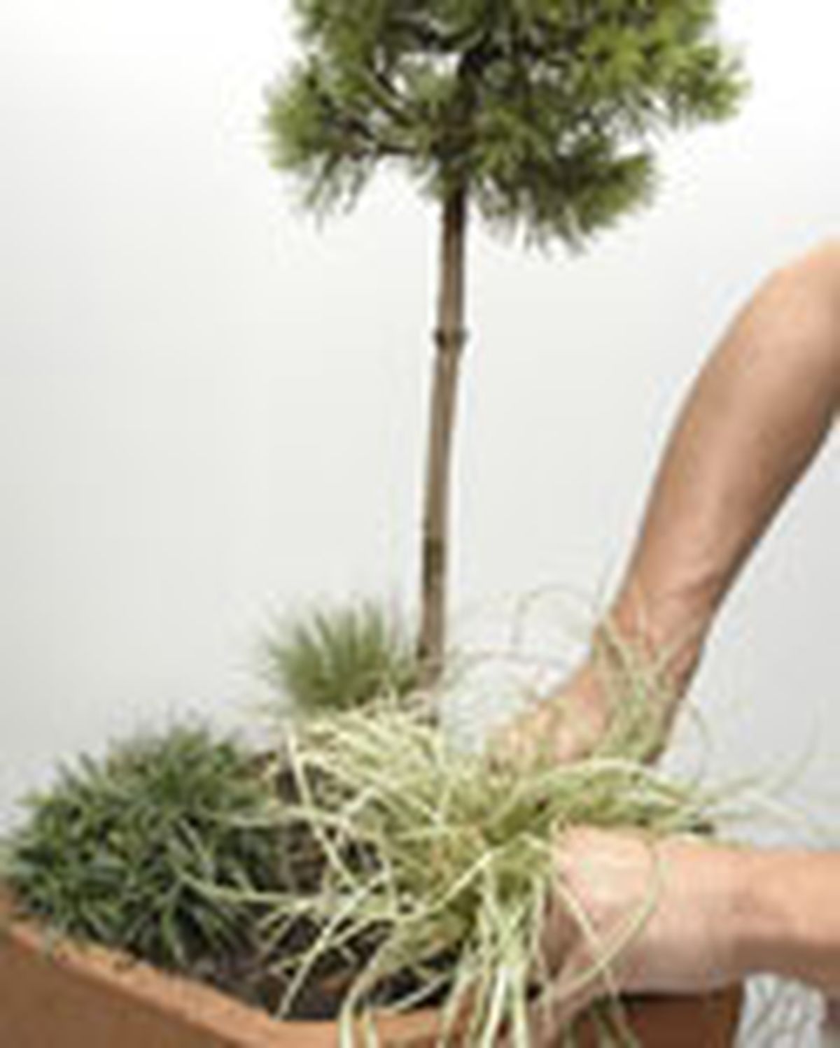 119505 conife pino enano p06