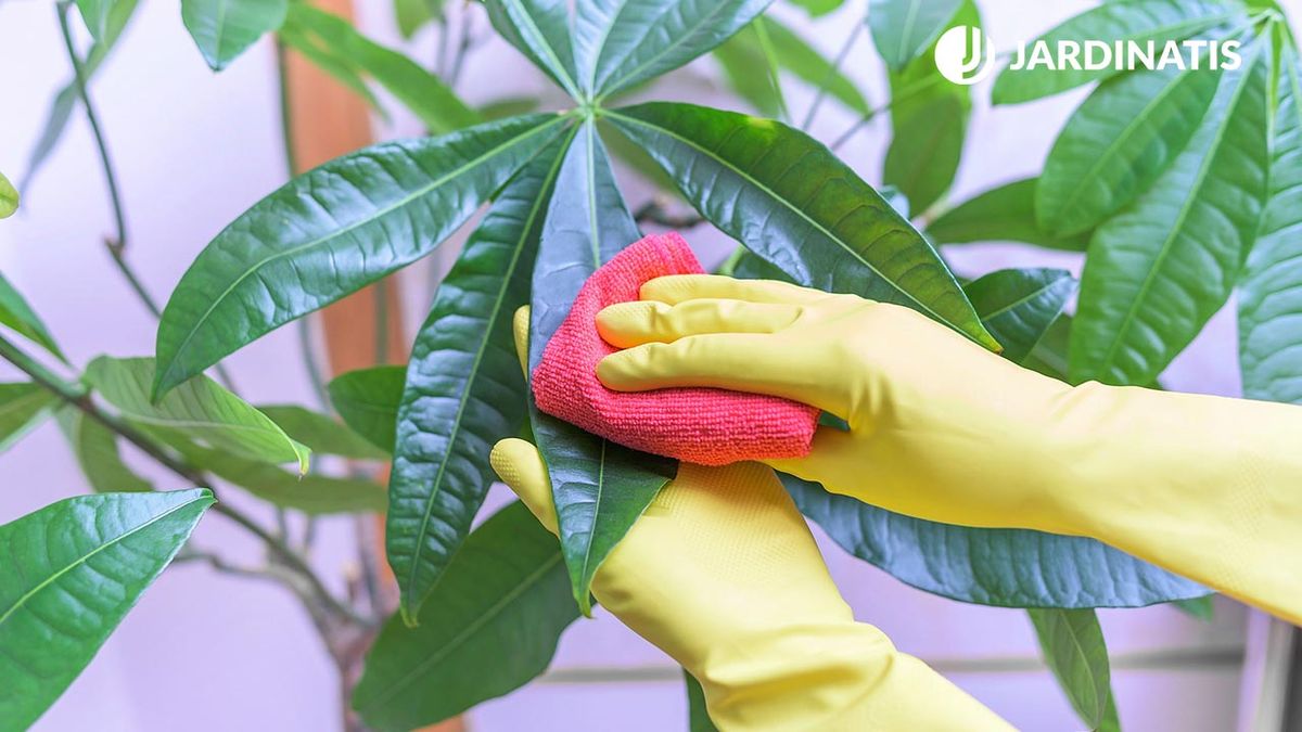 BRICO_JARDIN_890_Como limpiar y dar brillo a las hojas plantas de interior xl