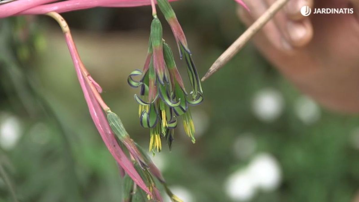 Inflorescencia de la Billbergia nutans