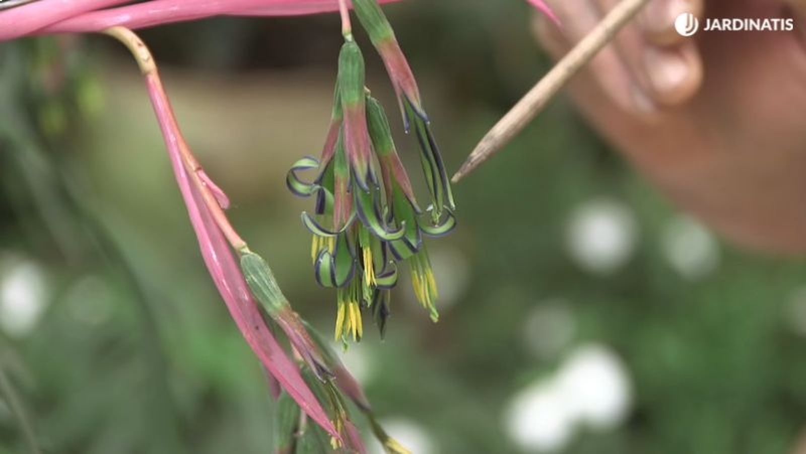 Inflorescencia de la Billbergia nutans