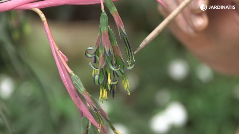 Inflorescencia de la Billbergia nutans