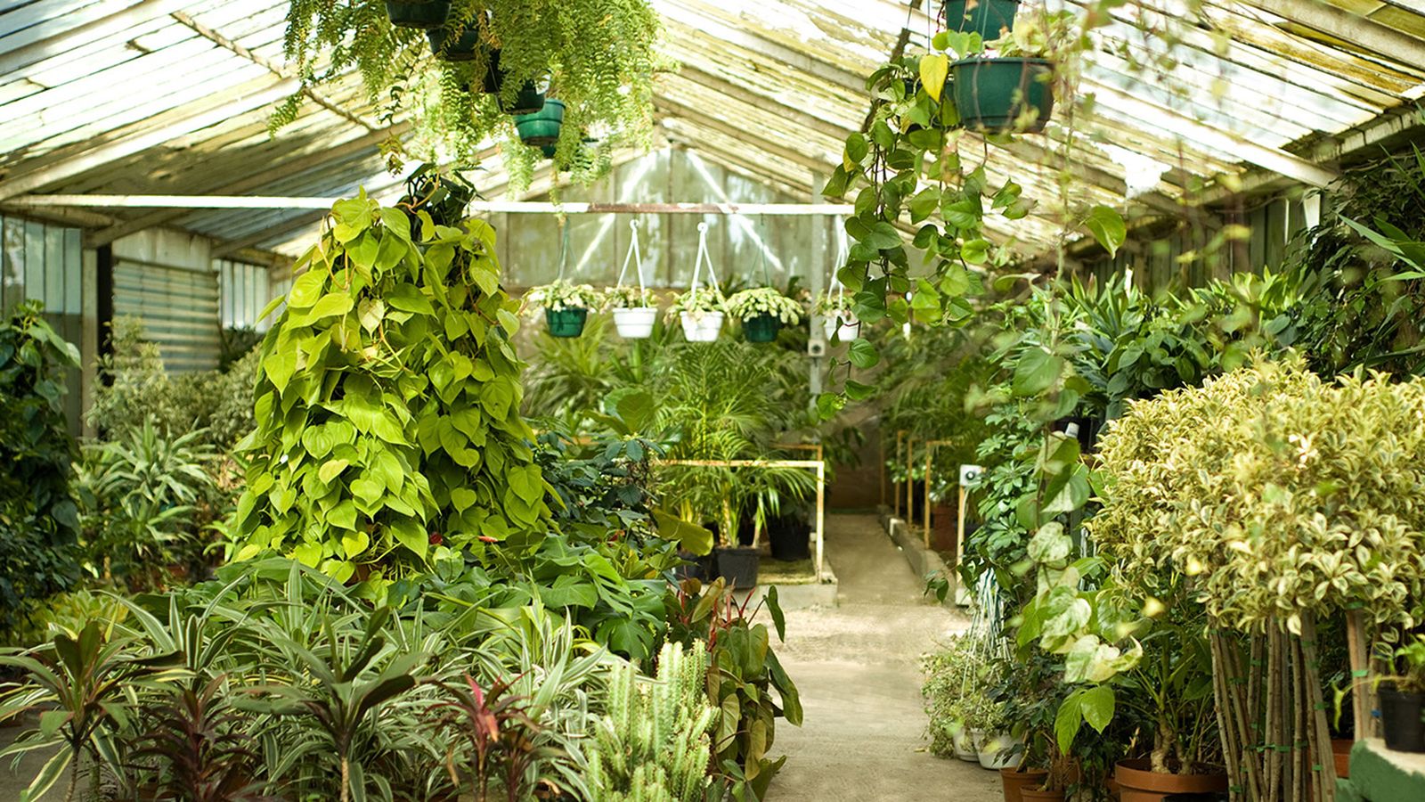 Plantas colgantes de interior