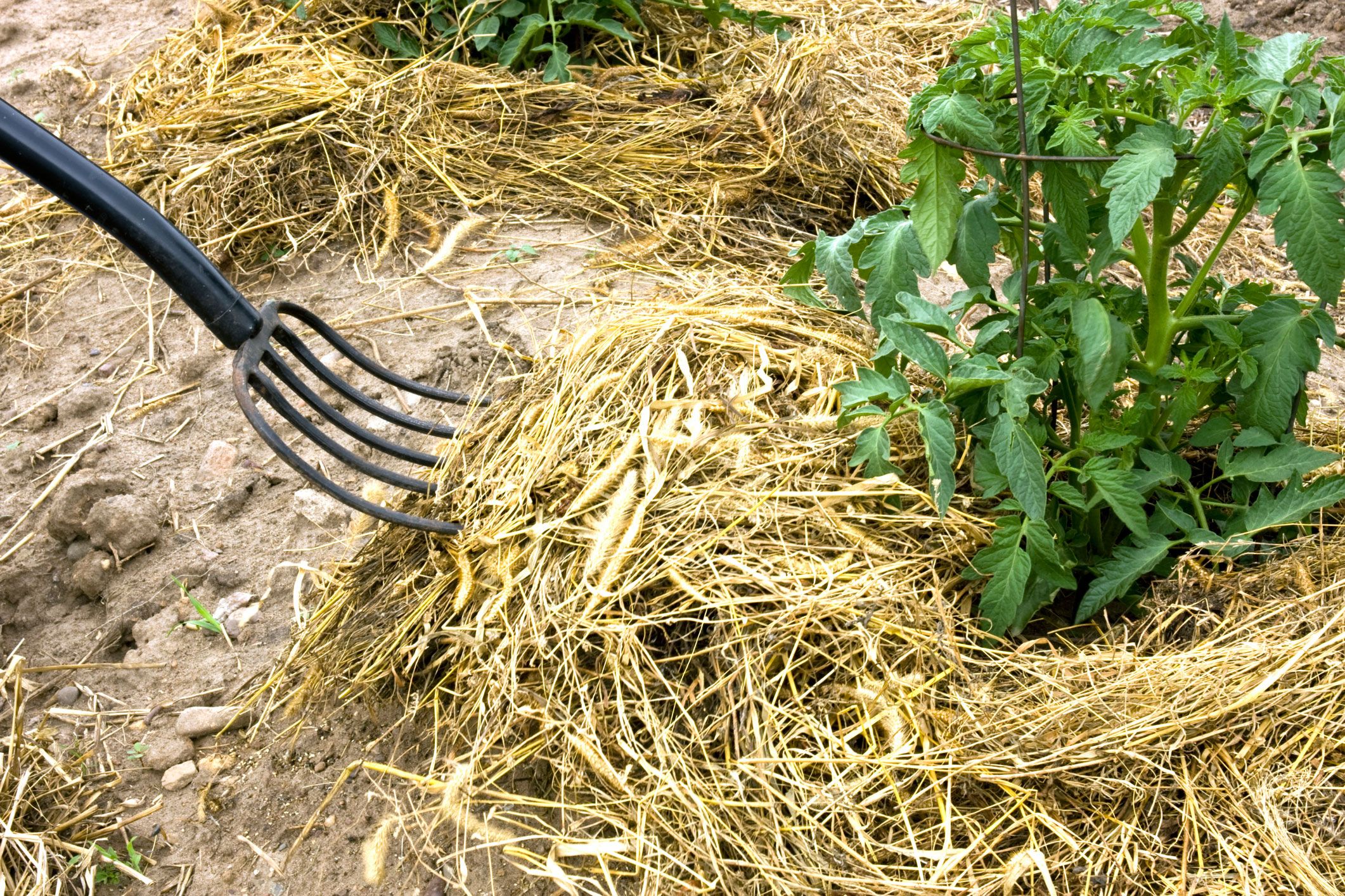 Acolchado con paja compostada