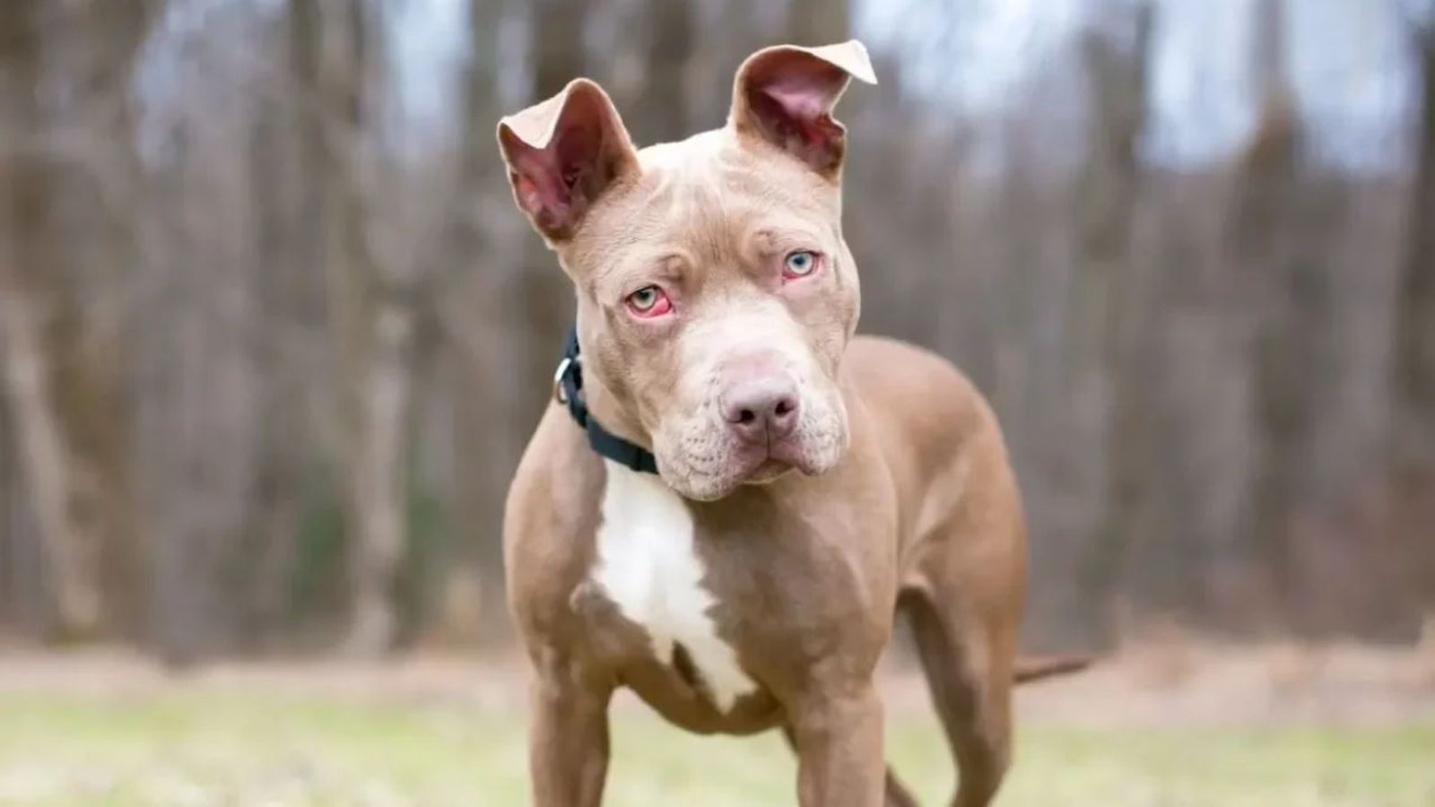 tercer parpado en perros