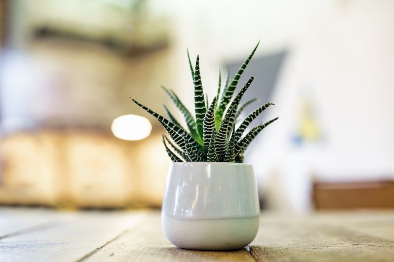 Cactus cebra.