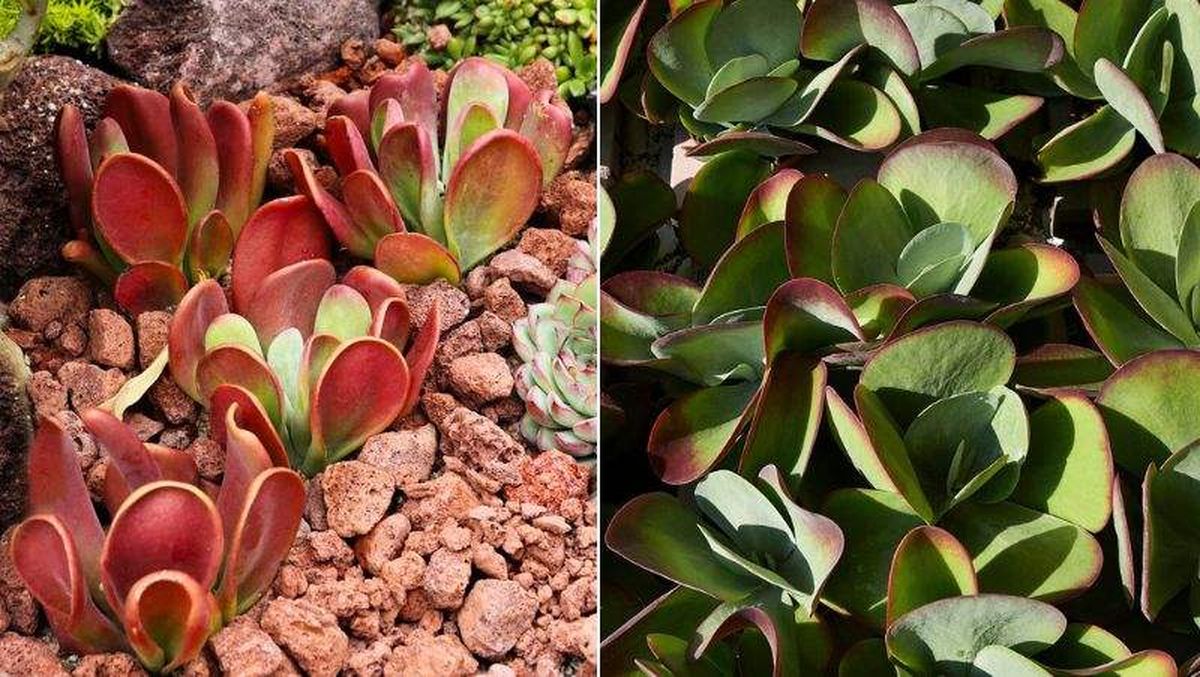 De izq. a drcha.: Kalanchoe luciae y el Kalanchoe thyrsiflora.