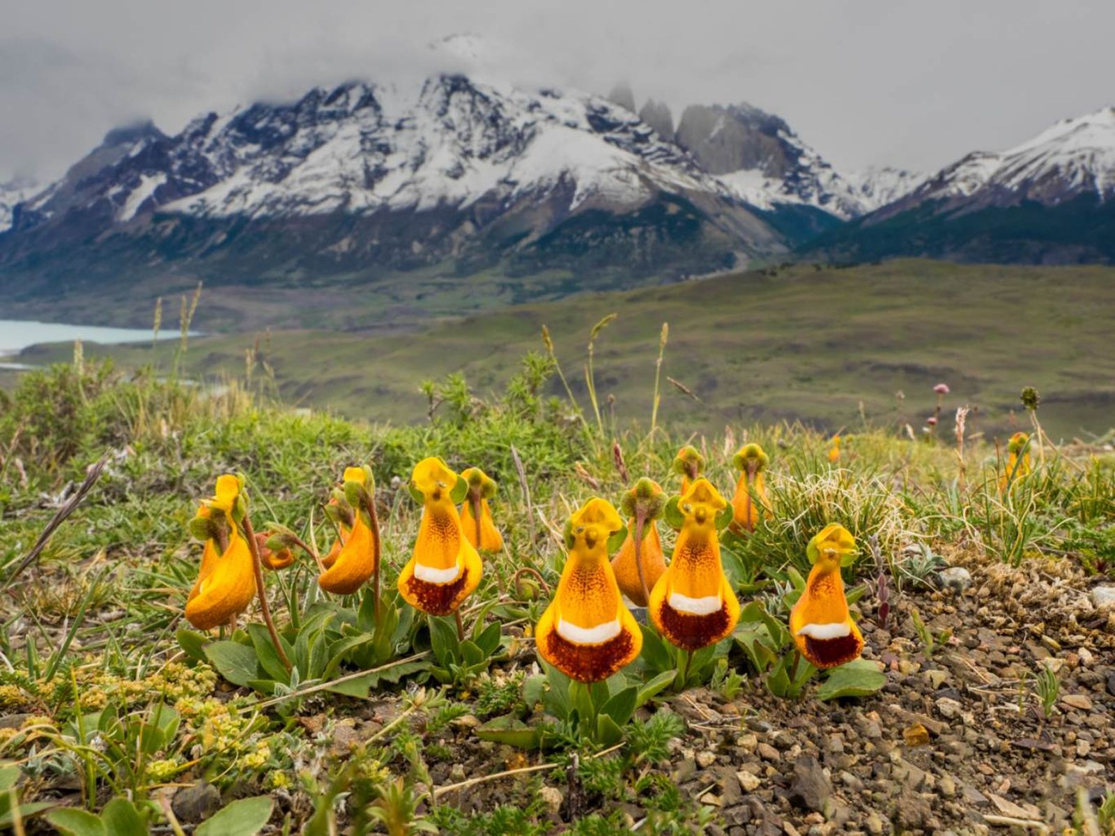 Calceolaria uniflora.