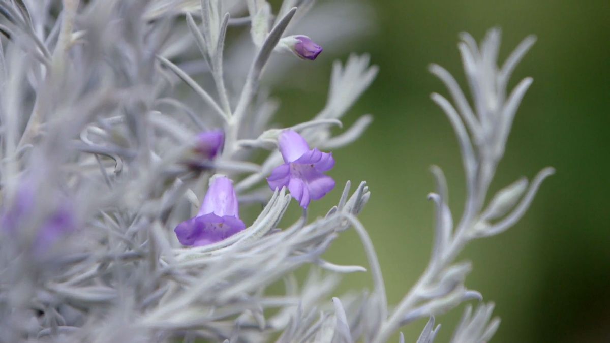 brico 951 3 eremophila nivea plantas follaje blanco flores